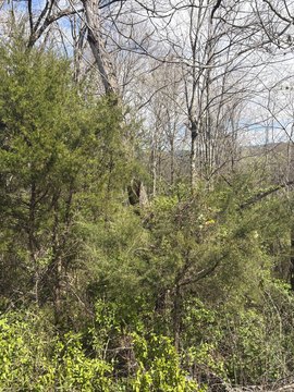 Residential Land in Historic Etowah