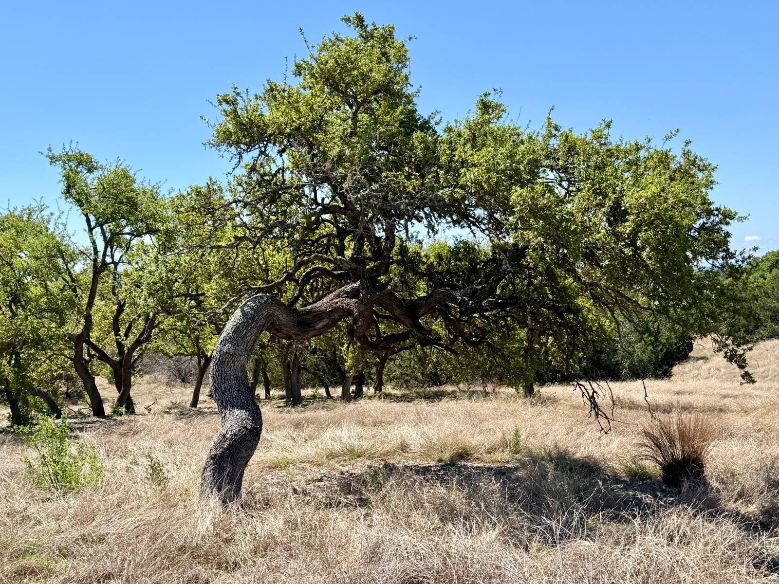 Kerrville Vacant Land in Loma Vista