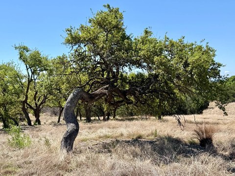 Kerrville Vacant Land in Loma Vista