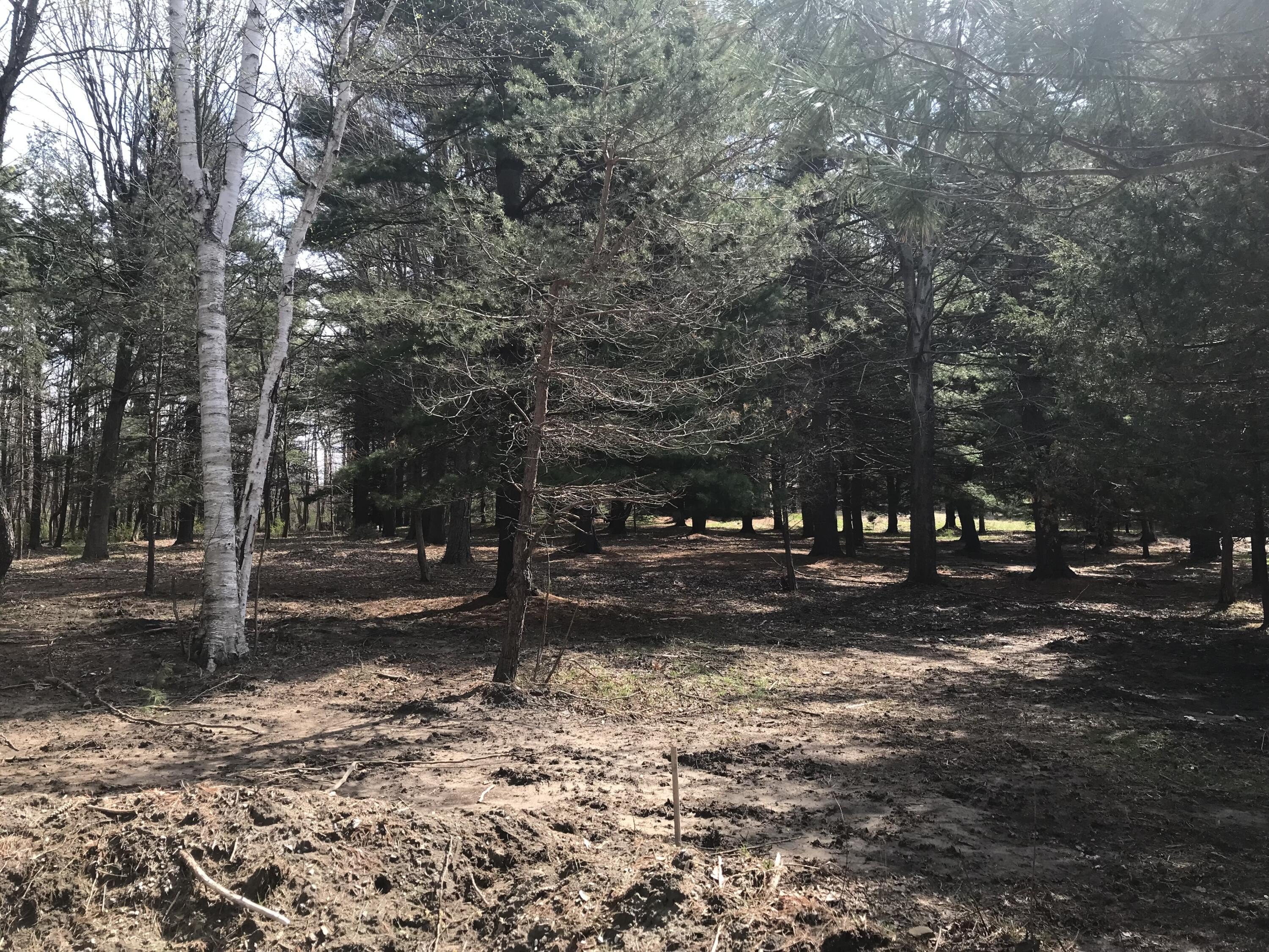 South Haven Wooded Lot