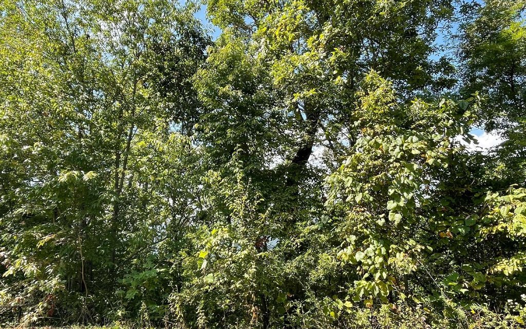 Picture 31