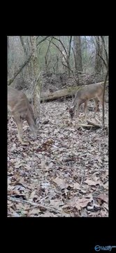 Undeveloped Acreage on Big Wills Creek
