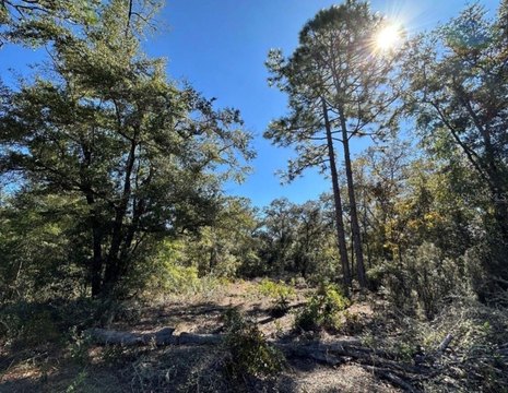 Land, BRONSON, FL