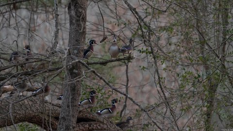 Arkansas Land with Hunting Potential