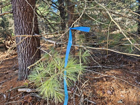 Land Near ORV Trails