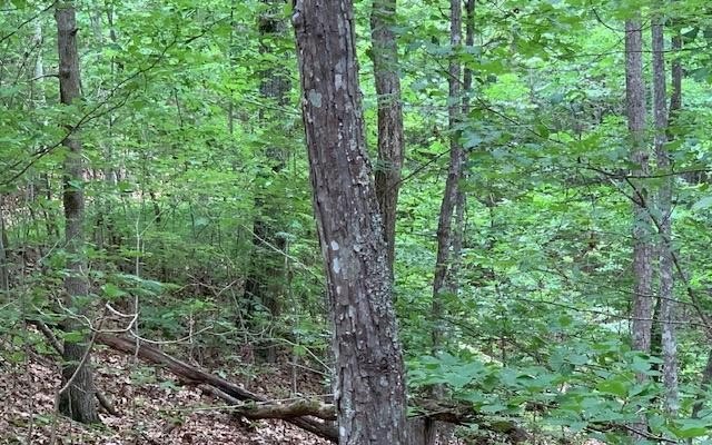North Georgia Mountain Land Parcel