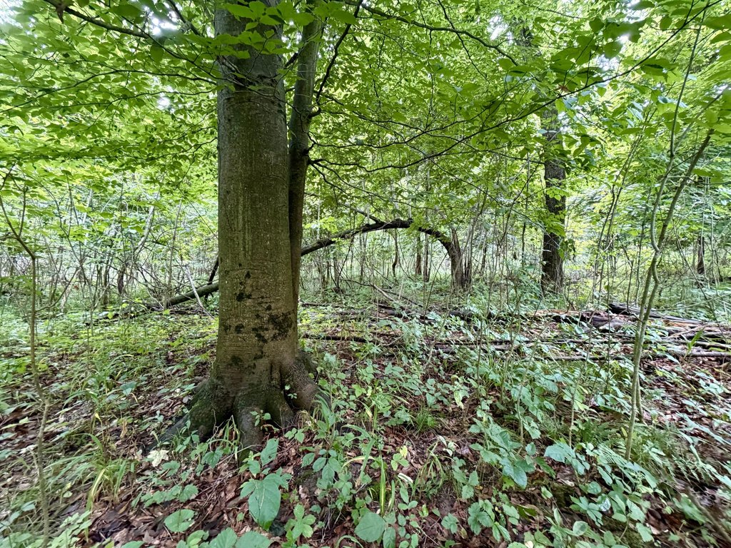 Picture 45