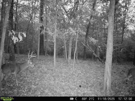 85 Acres Prime Hunting Ground