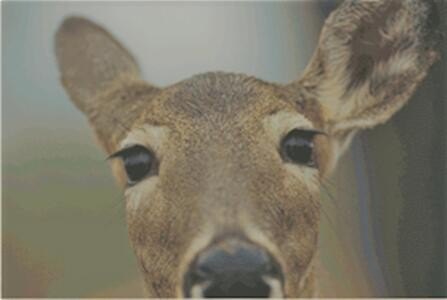 Poconos Building Lot Opportunity