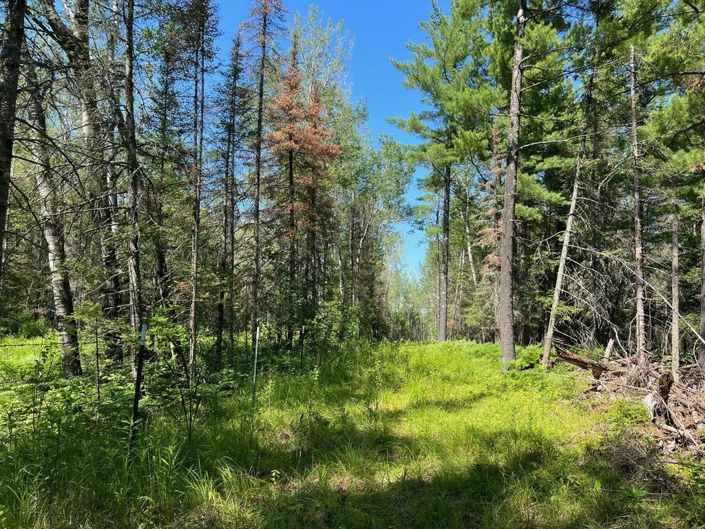 Picture 45