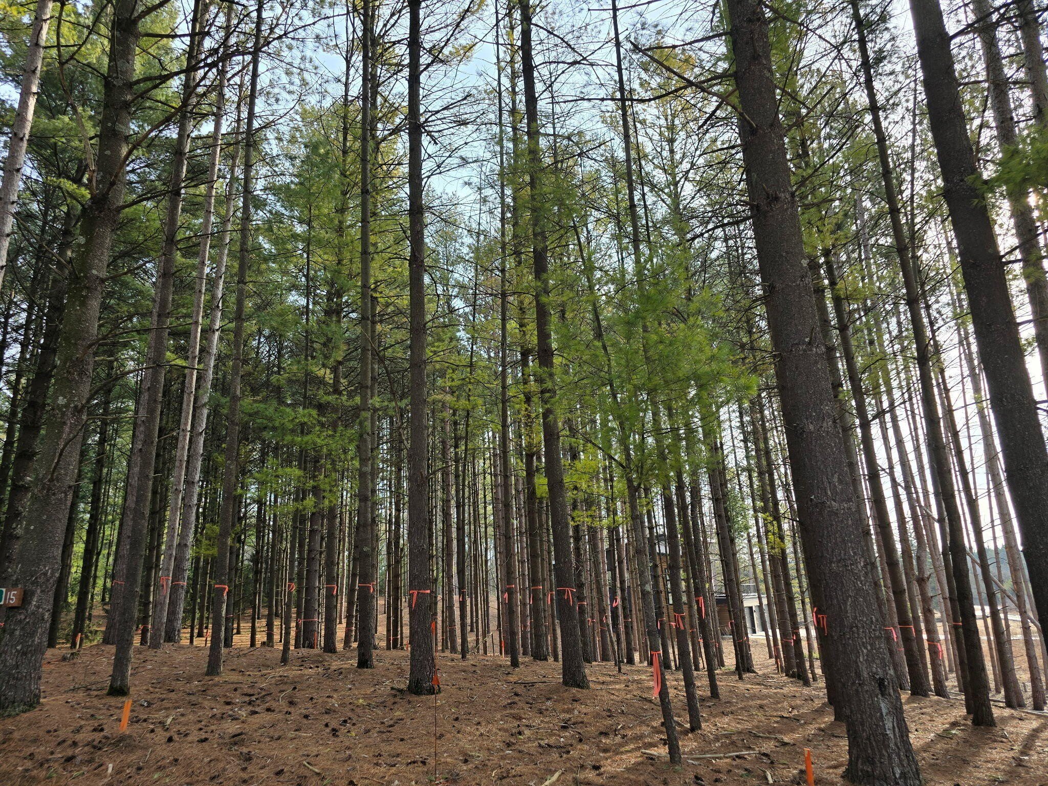 Residential Lot in Gated Community