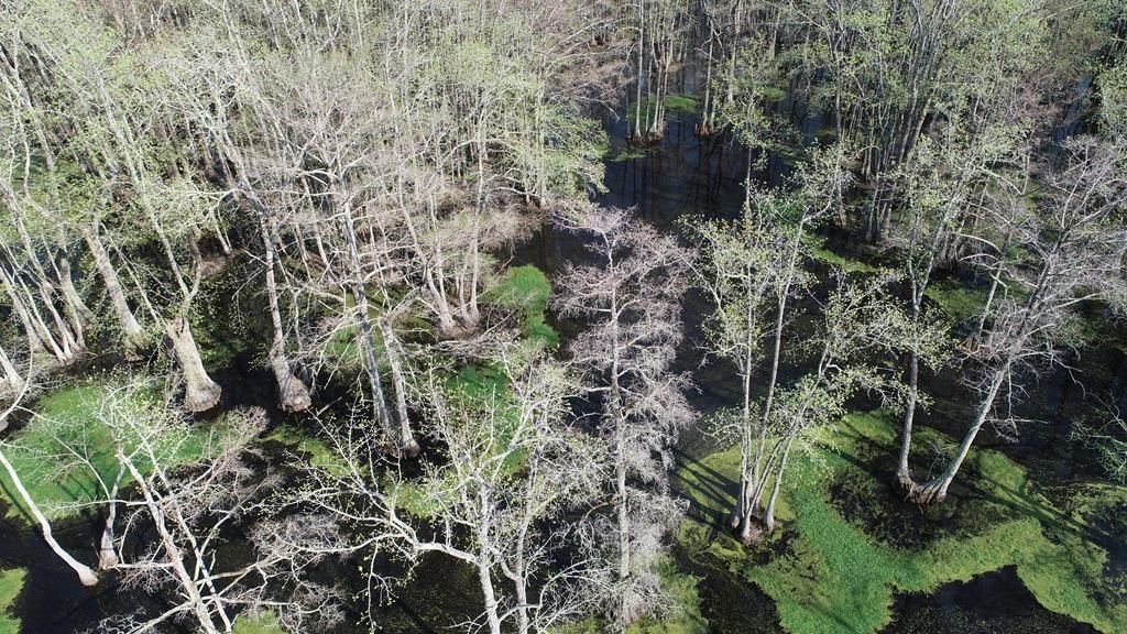 Mississippi Delta Hunting Land