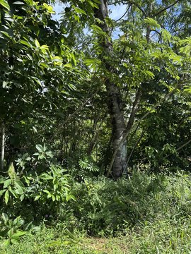 Residential Land Lot in Hawaiian Shores