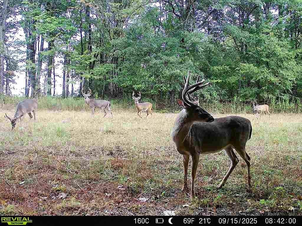 Batesville Hunting and Timber Land