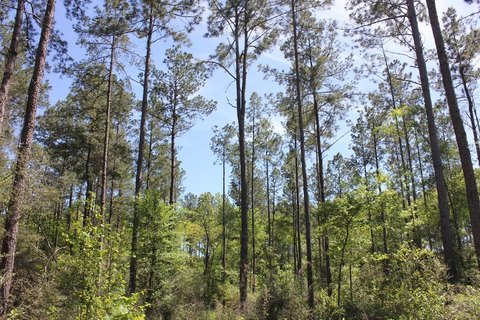 East Texas Piney Woods Land