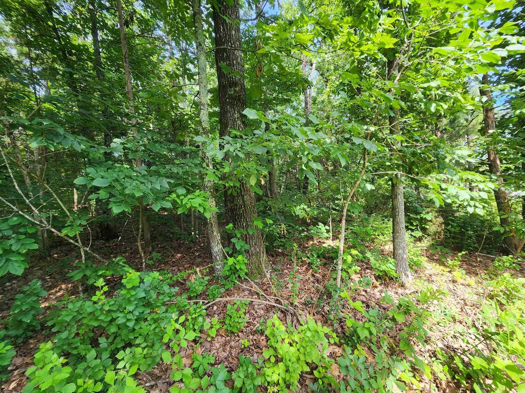 Picture 31