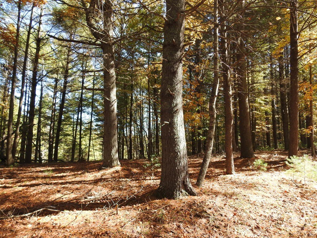 Picture 17
