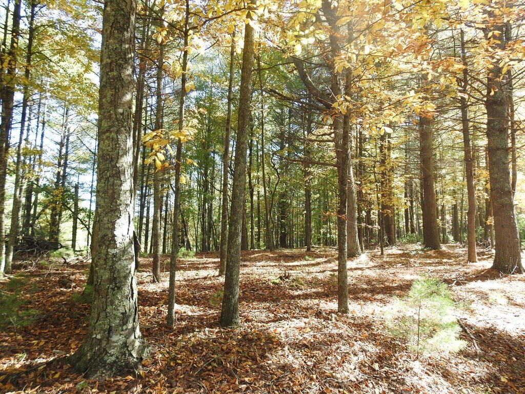 Picture 15
