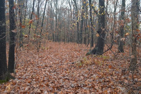 Ozark Wooded Land For Sale