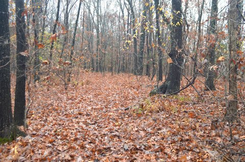Ozark Wooded Land For Sale