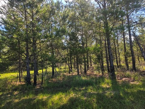 11 Acres in Rural Columbia