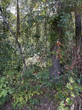 Land, Summerville, SC