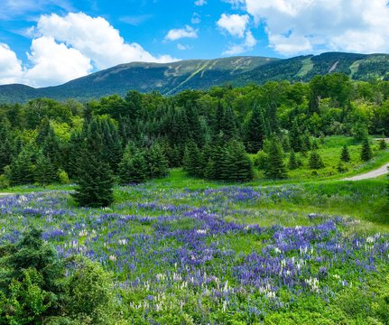 Land in Rangeley Lakes Region