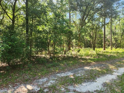 Wooded Lot Near Withlacoochee River