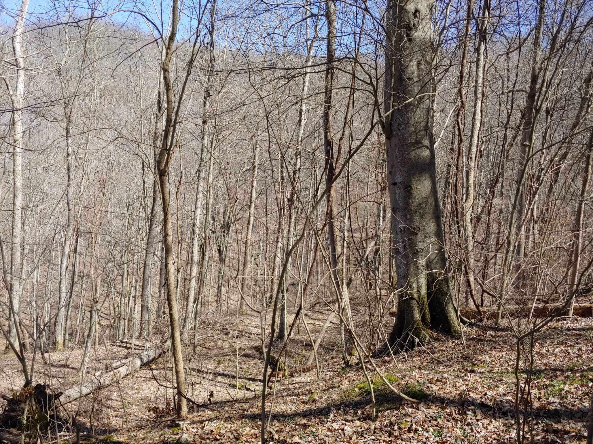 Land in Birch Hollow Community