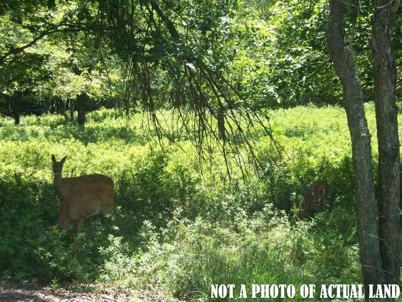 Wooded Lot in Jim Thorpe