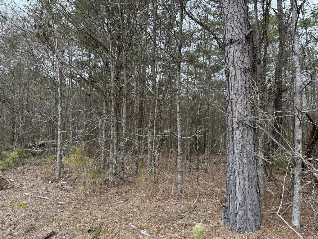 Picture 31