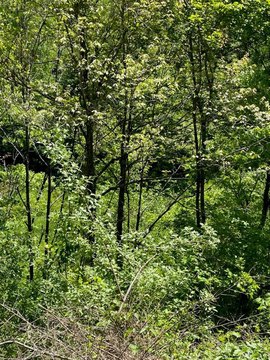 Recreational Hunting Land Parcel