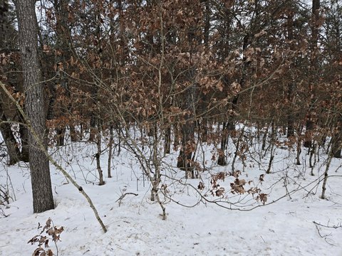 Land Near Paradise Lake