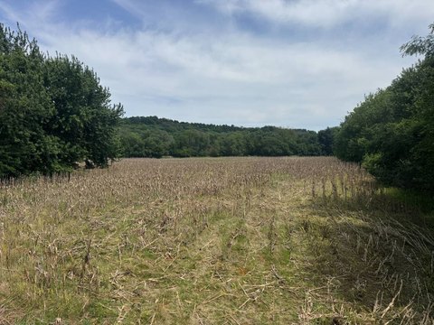 Hunting and Row Crop Farmland