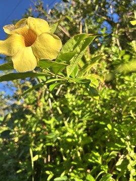 Land in Nanawale Estates