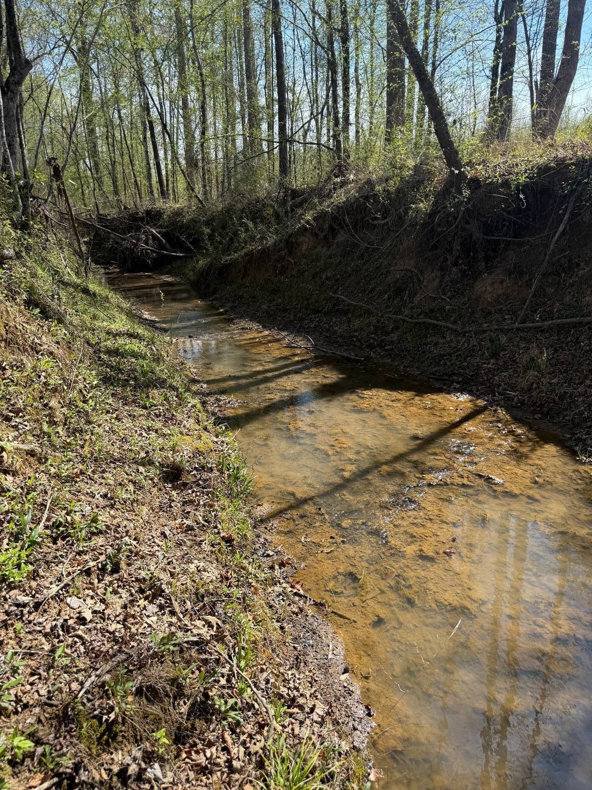 160 Acres in Tombigbee Forest