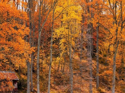 Waterfront Land in West Union, WV