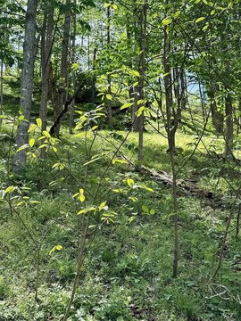 Waterfront Land in West Union, WV