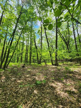 Wooded Camping Lot with Private Frontage