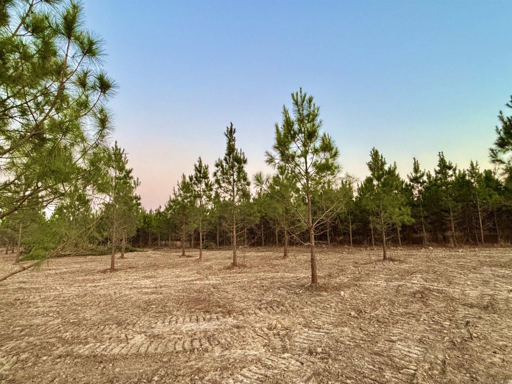 Picture 6