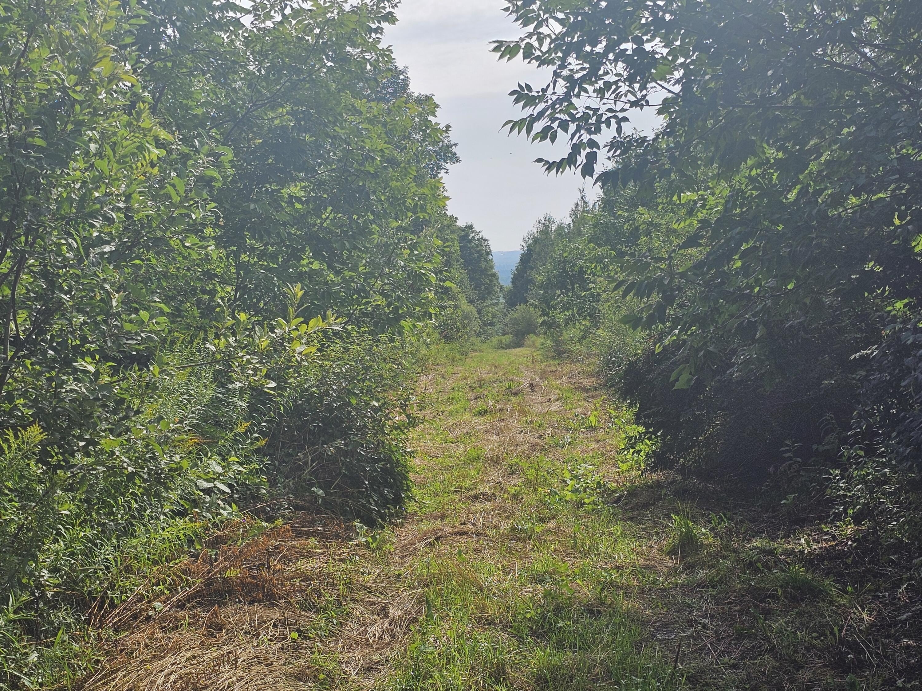 Patten, ME Hunting Land
