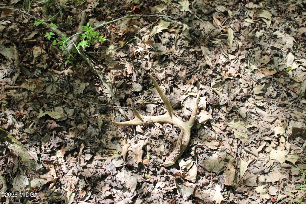 Picture 32