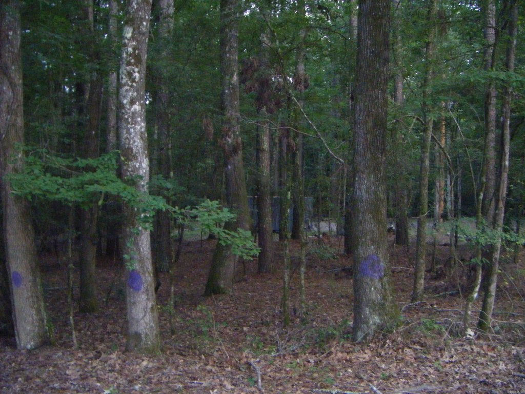 Picture 21