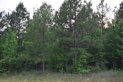 Level Timbered Commercial Land