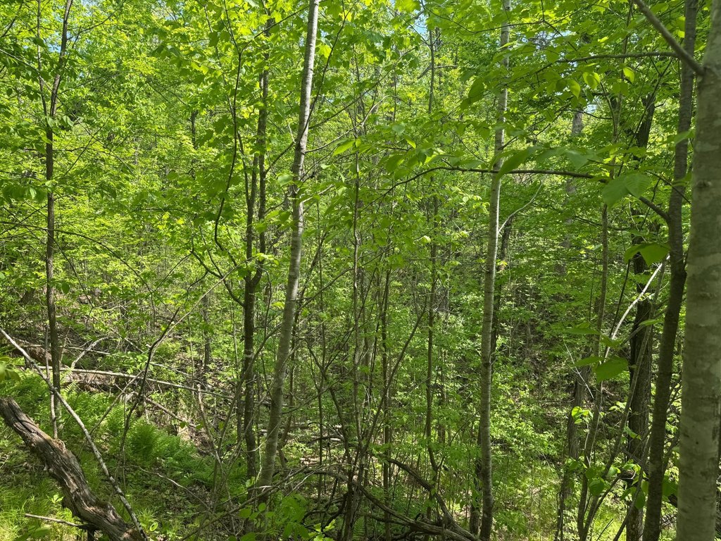 Picture 27