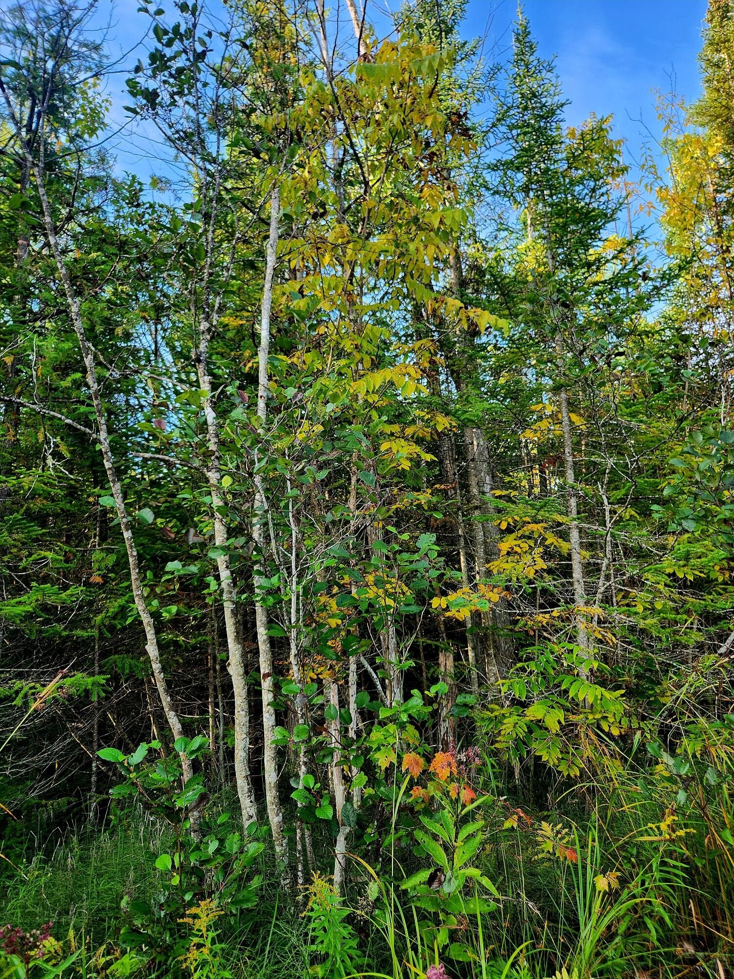 80 Acres Hunting Land