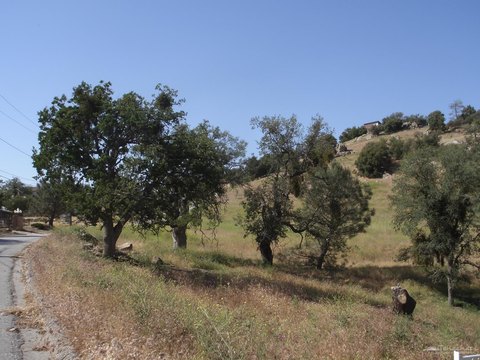 Tehachapi Land with Oak Trees
