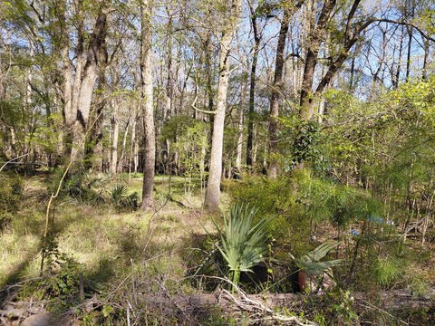Land, Ridgeville, SC