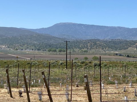 Tehachapi Vineyard Land For Sale