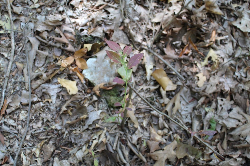 Picture 19